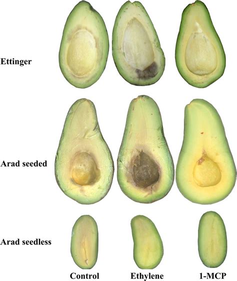 Appearance Of Avocado Mesocarp In Control Ethylene Treated And