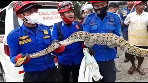 Ular Piton Meter Sembunyi Di Loteng Rumah Warga Wajo Sulsel Tribunriau