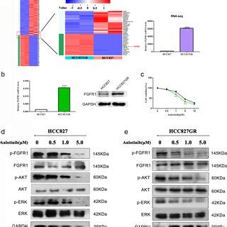 FGFR1 Expression Is Higher In HCC827 GR Cells Than In Parental HCC827