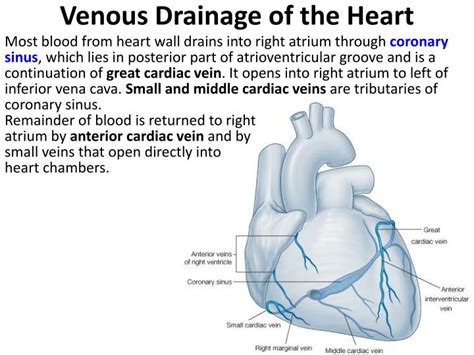 Ppt Pericardium And Heart Powerpoint Presentation Id4956744