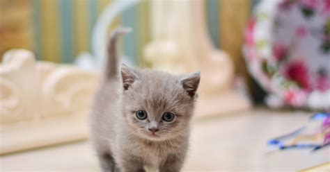 Before You Bring A Munchkin Cat Home Learn These Facts Pawtracks