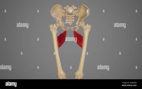 Contents Of Femoral Triangle Hi Res Stock Photography And Images Alamy