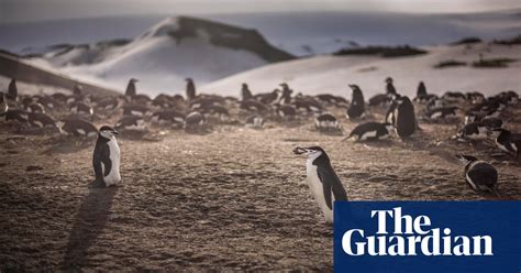 Fears For Antarctic Penguins As New Bird Flu Strain Reaches Frozen