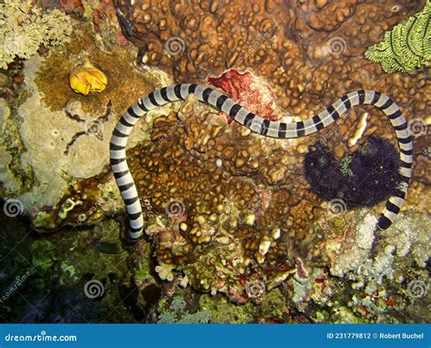 Banded Sea Krait Laticauda Colubrina In The Filipino Sea April