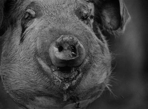 Piggy Lord Of The Flies 1963