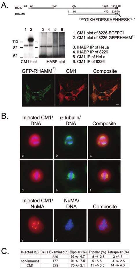 Microinjection Of Anti Rhamm Antibodies Induces Multipolar Spindles