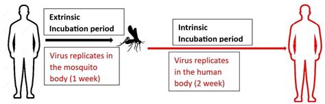 Transmission Timeline Of Dengue Virus From Host To Vector Extrinsic Download Scientific