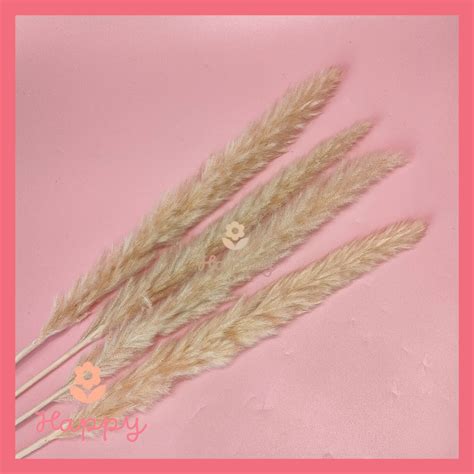 Jual Dried Flower Pampas Grass Bunga Tanaman Rumput Kering Asli Impor