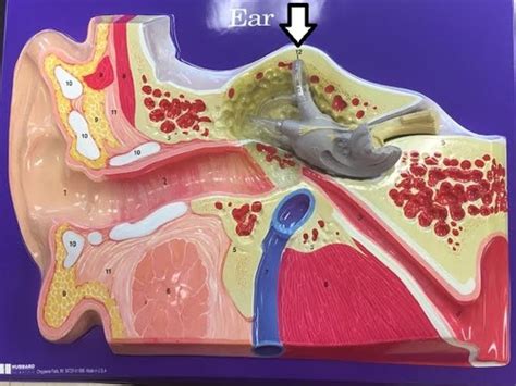 Anatomy Middle Ear Flashcards Quizlet