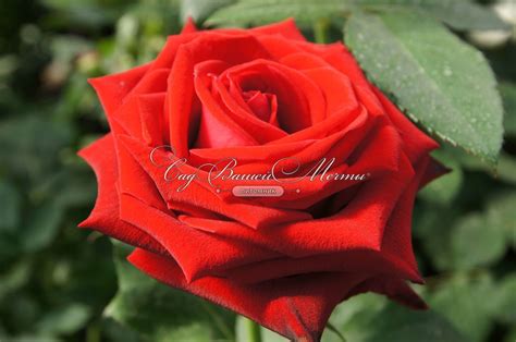 Роза Lovely red (Лавли ред) - Саженцы Чайно-гибридных роз - купить ...