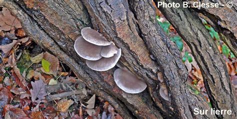 Pleurotus Ostreatus J Pellicani Y Deneyer B Clesse F Draye F