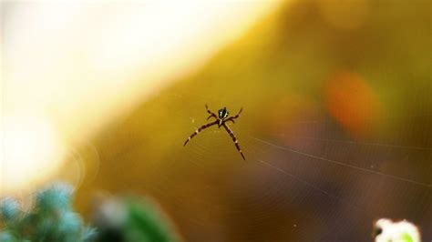 Spider Doodle Stock Photos Images And Backgrounds For Free Download