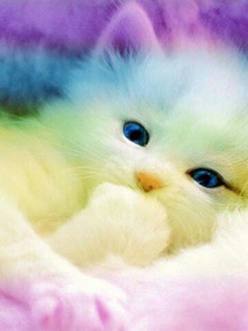 Too cute for words | Beautiful kittens, Cute cats, Kittens cutest