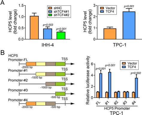 Tcf Regulates The Expression Of Lncrna Hcp A The Expression Of