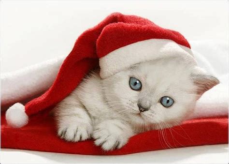 Christmas Kitten Google Zoeken Christmas Kitten Christmas Cats