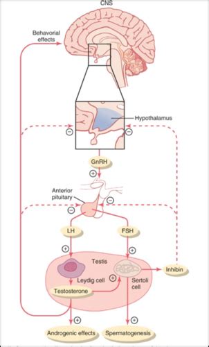 Sex Hormones Flashcards Quizlet