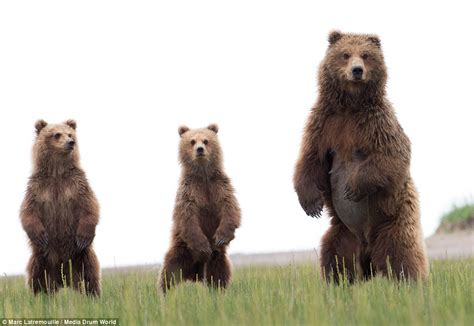 Bear Cubs Look Cute As Their Mother Teaches Them To Playfight Daily