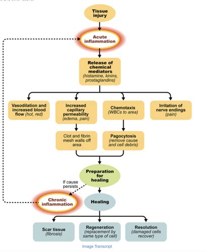 Patho - Week 2 - (Exam 1) Flashcards | Quizlet 