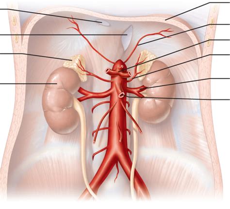 Major Branches Of Abdominal Aorta Diagram Quizlet