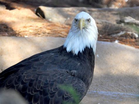 Haliaeetus leucocephalus washingtoniensis / Northern bald eagle in San