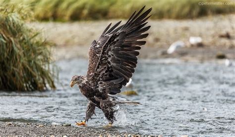 Juneau Alaska Wildlife Photography - Juneau Photo Tours