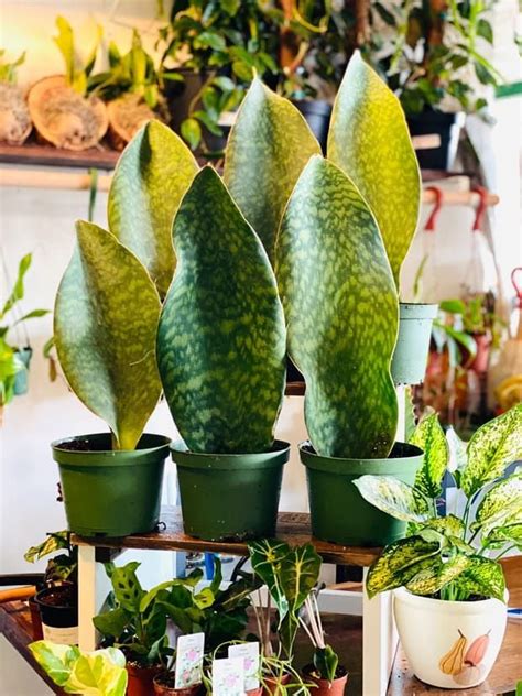 Beautiful Indoor House Plants For The Home In Sansevieria