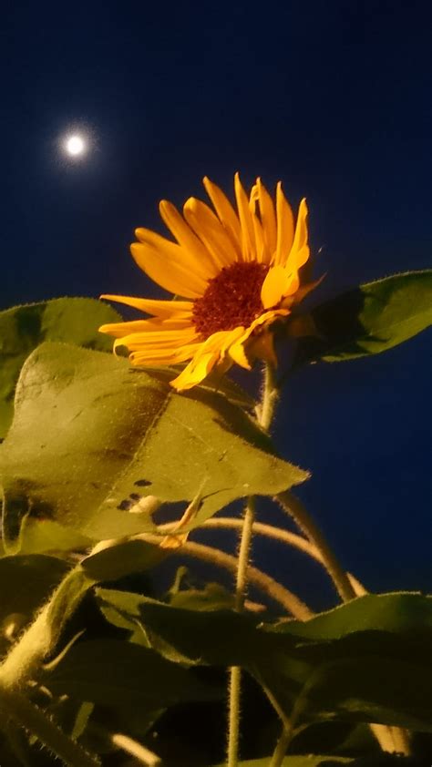 4k Free Download Moonlight Sunflower Flower Flowers Moon