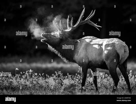Bull Elk In Autumn Stock Photo Alamy
