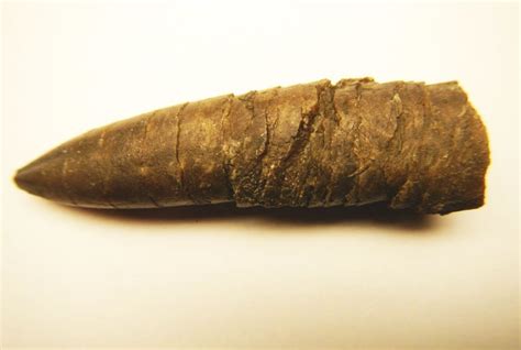 Coleoids Belemnites Squid Collections The Fossil Forum