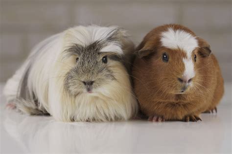 Cavia - Lees alles over cavia's in ons magazine | zooplus