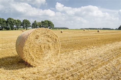 Wheat Field After Harvest With Round Straw Bales In The Meadow Stock