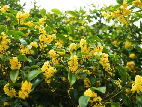 申城桂花又“香”了起来~（附赏花点位）财经头条