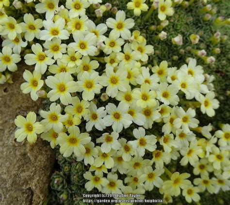 Dionysia 'Monica' - Garden.org