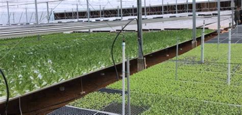 Tech Fertilizes Efficiency Resiliency In Puerto Ricos Agriculture