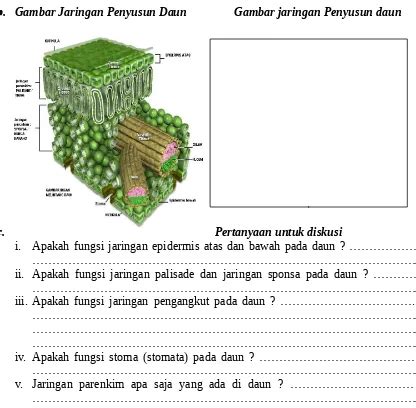 Detail Gambar Jaringan Pengangkut Pada Tumbuhan Koleksi Nomer 43