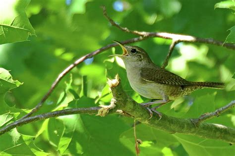 House Wren Defending Its Nest Photograph By Lyuba Filatova Fine Art