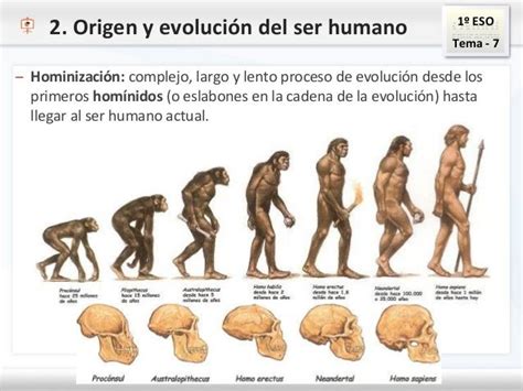 Esquemas Tema La Edad De Piedra Eso Evolucion Del Hombre