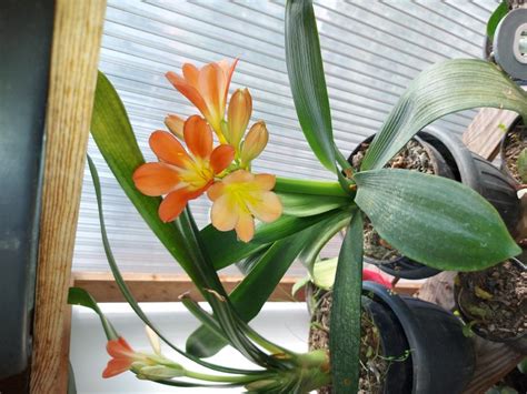 Clivia, Klivija
