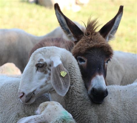 Free Blonde Big Ass Donkey Images Pixabay