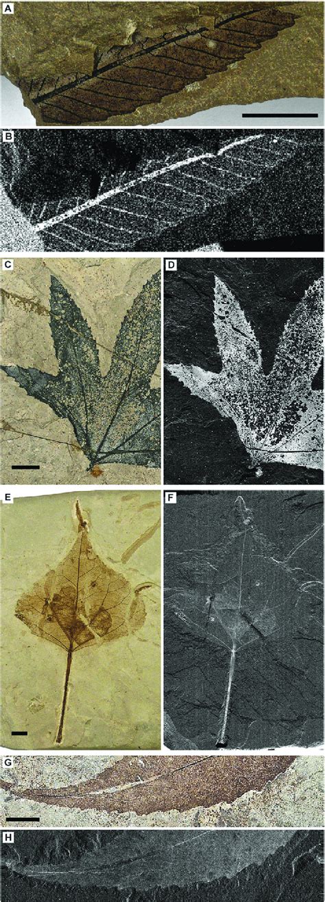 Optical Images And Srs Xrf Maps Of Cu Distributions In Additional Green