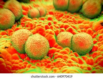 D Rendering Neisseria Gonorrhoeae Bacteria Stock Illustration