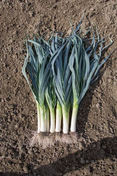 Семена лука-порея | Все типы | МАТЕЙКО F1 | Rijk Zwaan