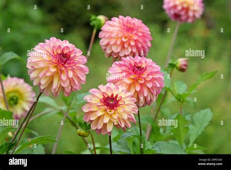 Dusky Pink Ball Dahlia Foxy Lady In Flower Stock Photo Alamy