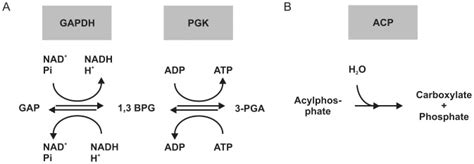 A Reactions In The Glucose Metabolism Catalyzed By Gapdh And Pgk In