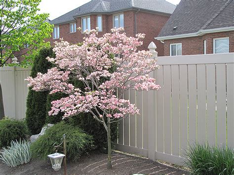 Santaa Juana: Pink Flowering Dogwood Tree Varieties - OnlinePlantCenter ...