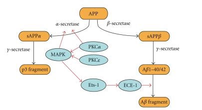 Schematic summary of role of PKC MAPK dependent Aβ production and