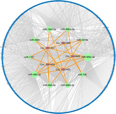 Frontiers | Profile analysis and functional modeling identify circular ... 