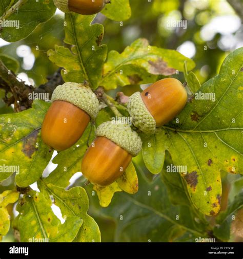 Acorns Growing On English Oak Tree With Surrounding Oak Leaves Uk