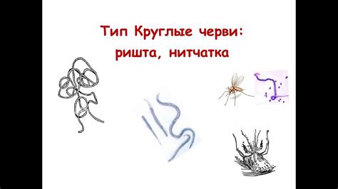 Тип Круглые черви: ришта, нитчатка - YouTube