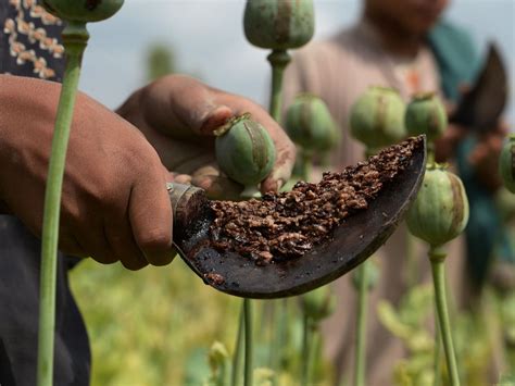 18 Facts About Opium